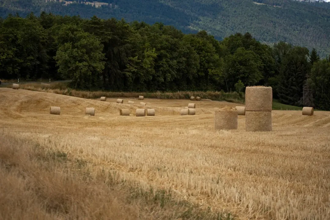 Climate Resilience: The Hidden Superpower of Ancient Grains (Image Credits: Unsplash)