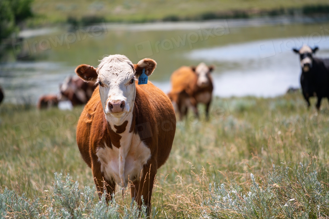 Environmental Regulations (image credits: rawpixel)