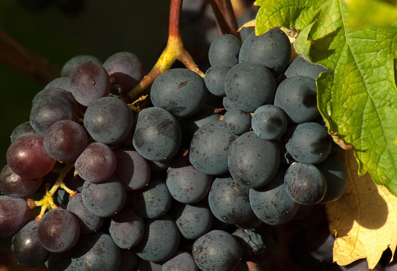 Grapes (image credits: pixabay)