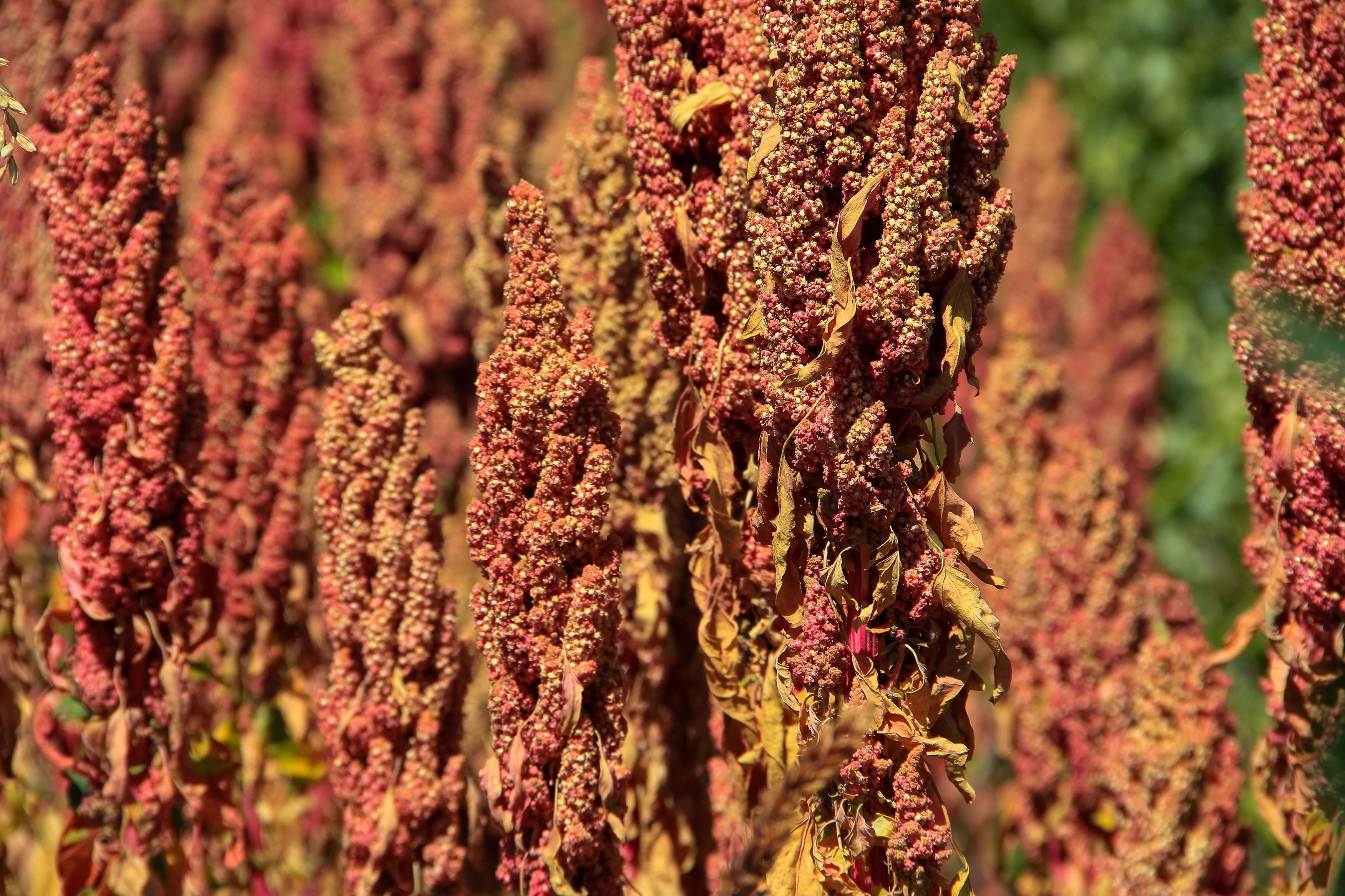 Quinoa: Superfood Under Pressure (image credits: wikimedia)
