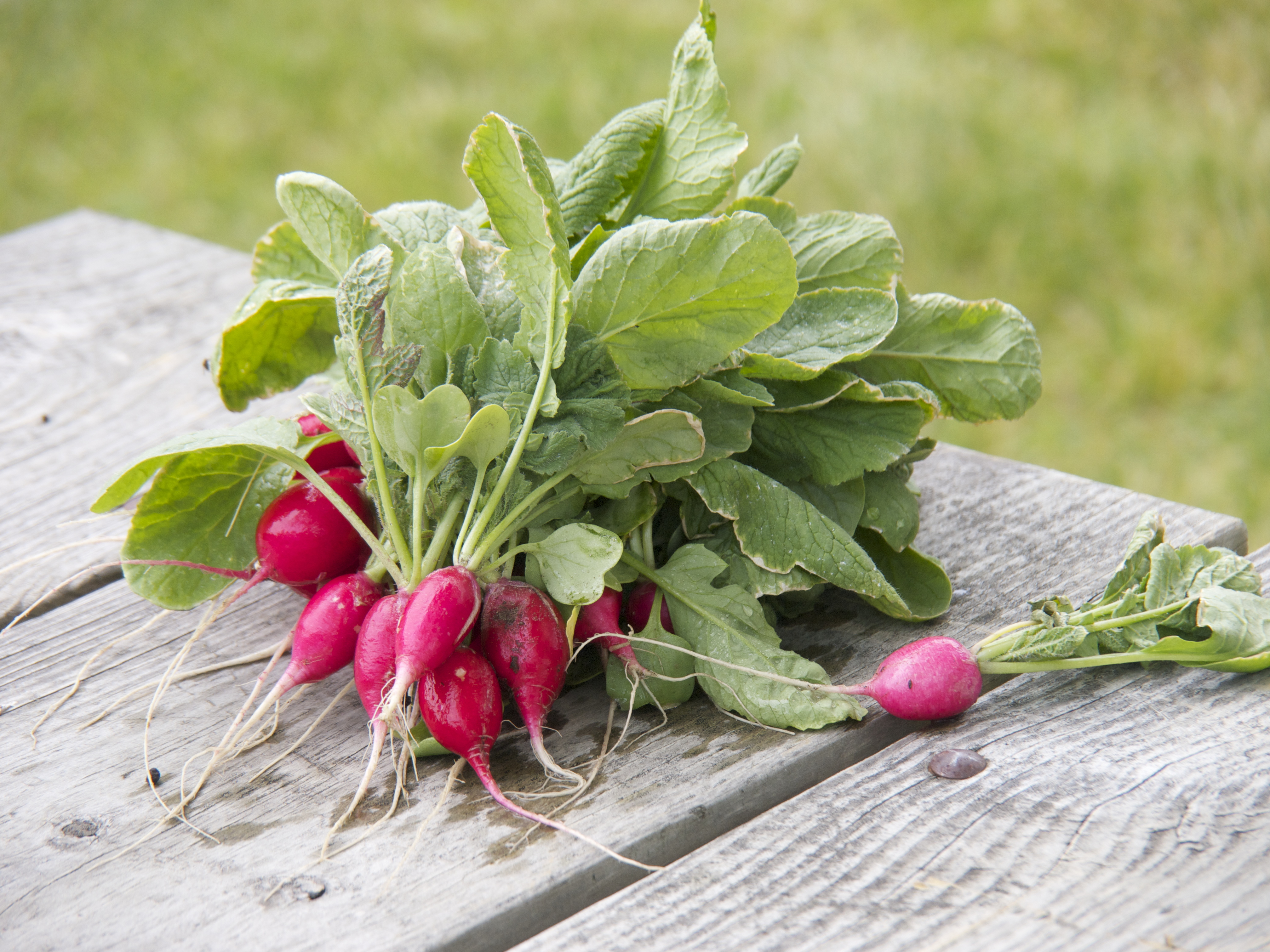Radishes: The Crunchy Detoxifier (image credits: wikimedia)