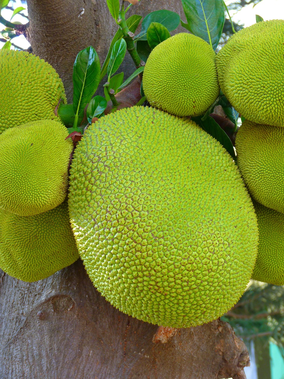 Jackfruit (image credits: pixabay)
