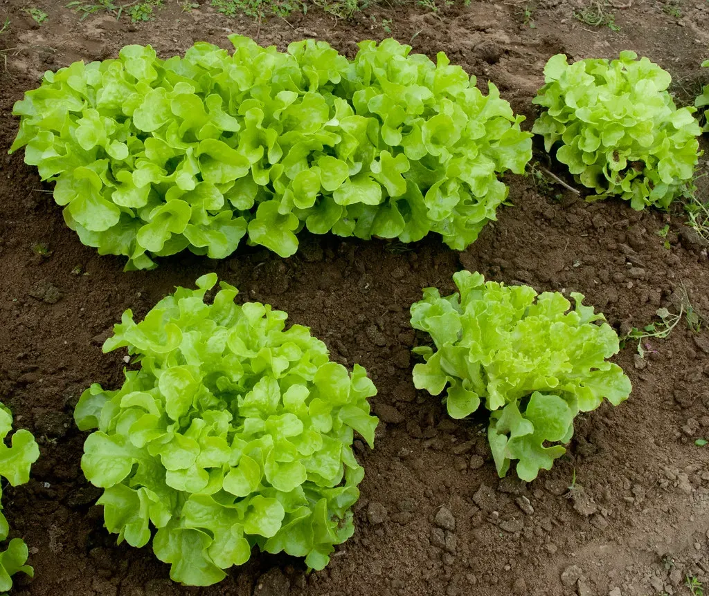 Leafy Greens Suffocate in Sealed Bags (Image Credits: Flickr)