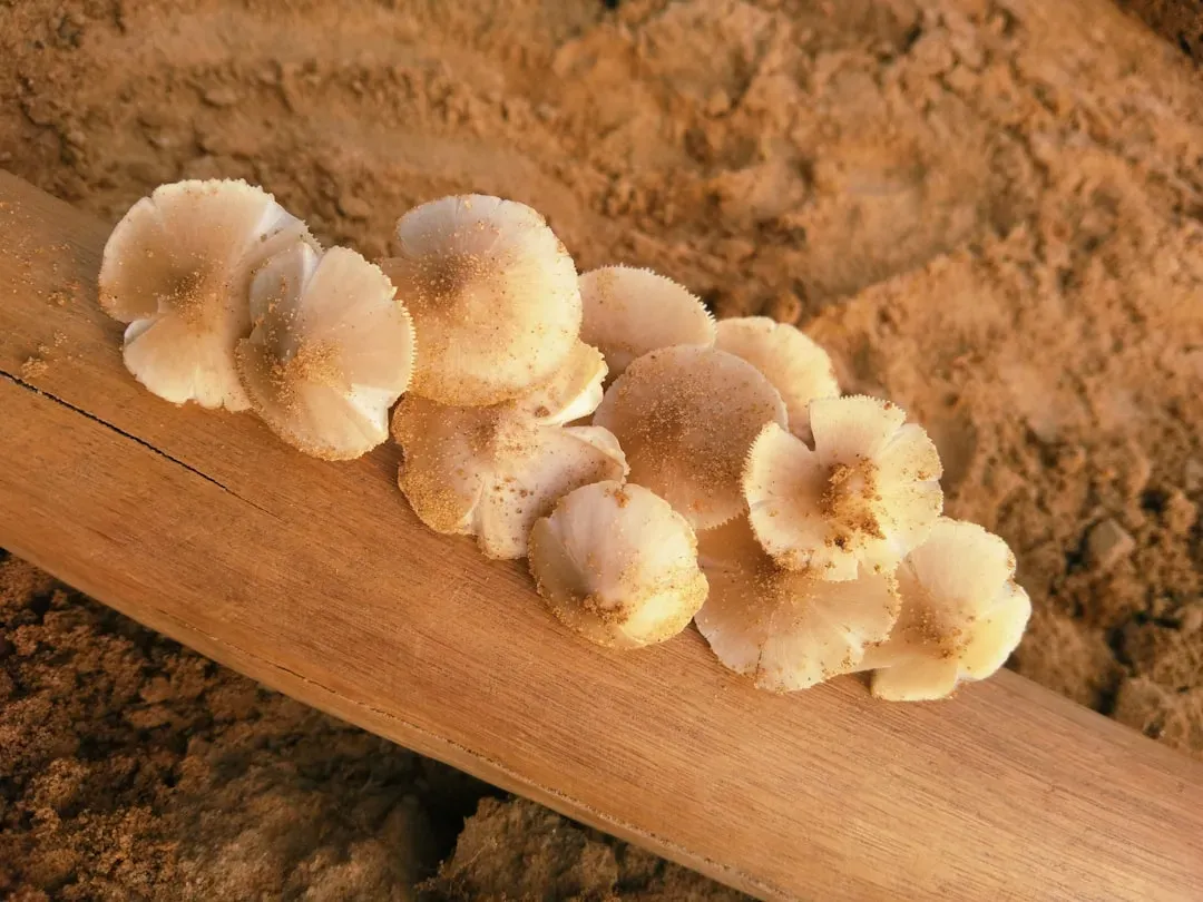 Stuffed Mushrooms or Simple Bruschetta (Image Credits: Unsplash)