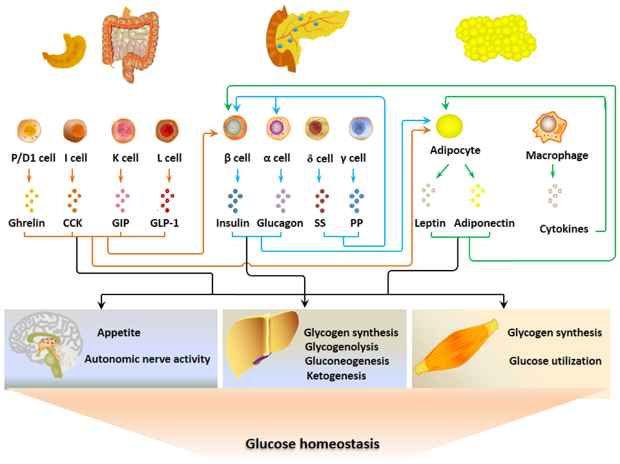 When Your Metabolism Gets Confused (image credits: wikimedia)