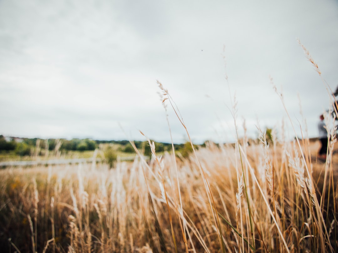 Barley (Whole, Not Pearled): The Hearty Grain for Stable Energy (image credits: unsplash)