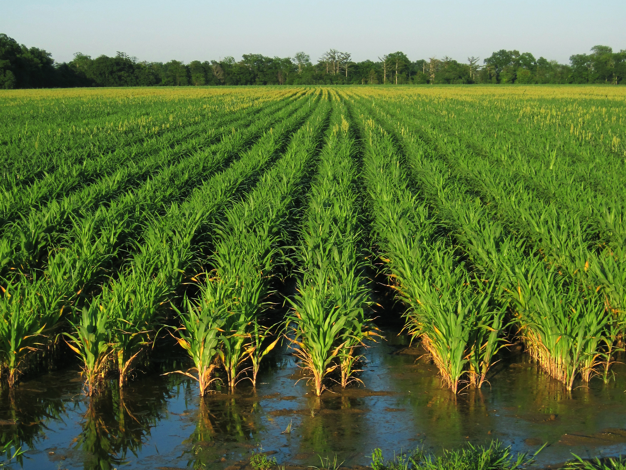 Rice Rebounds in the Mississippi Delta (image credits: wikimedia)