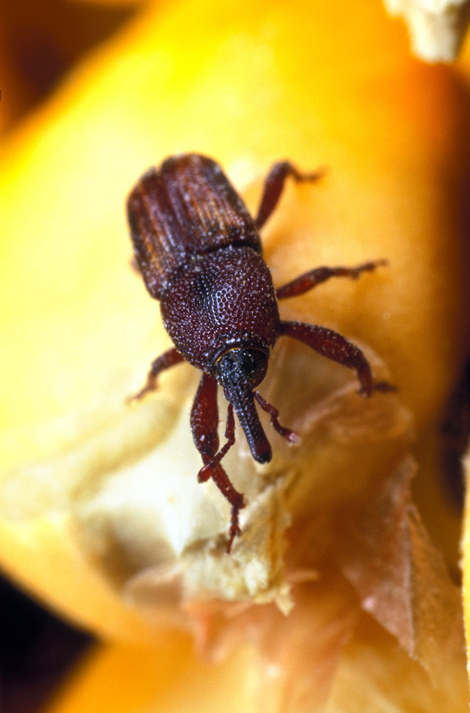 Rice Weevils Turn Pasta Boxes Into Breeding Factories (image credits: flickr)