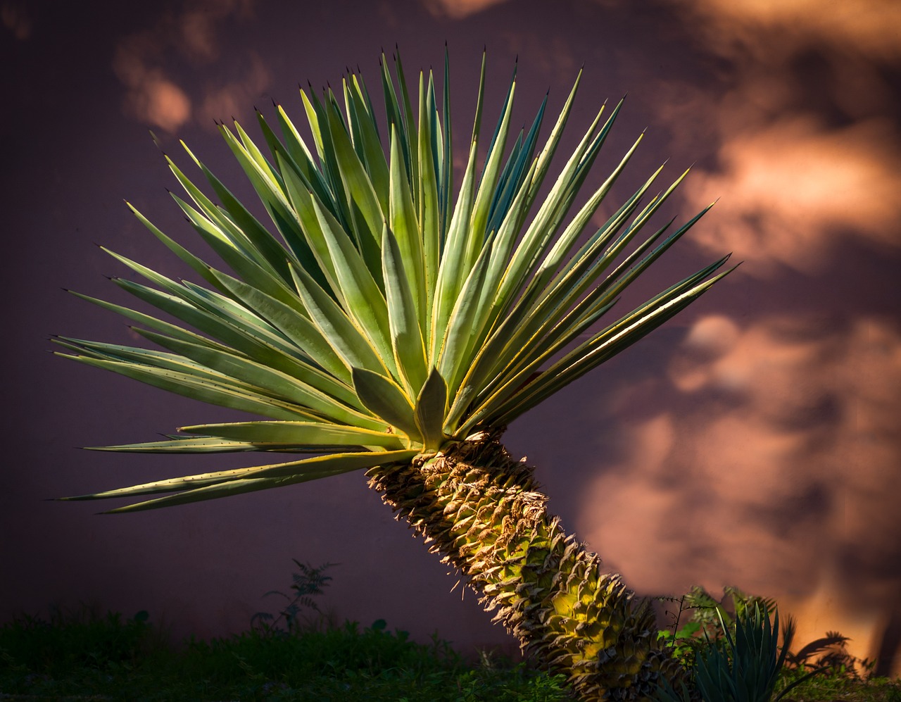 Agave Nectar (image credits: pixabay)