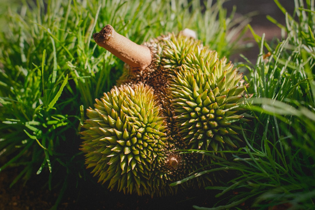 Durian (image credits: unsplash)
