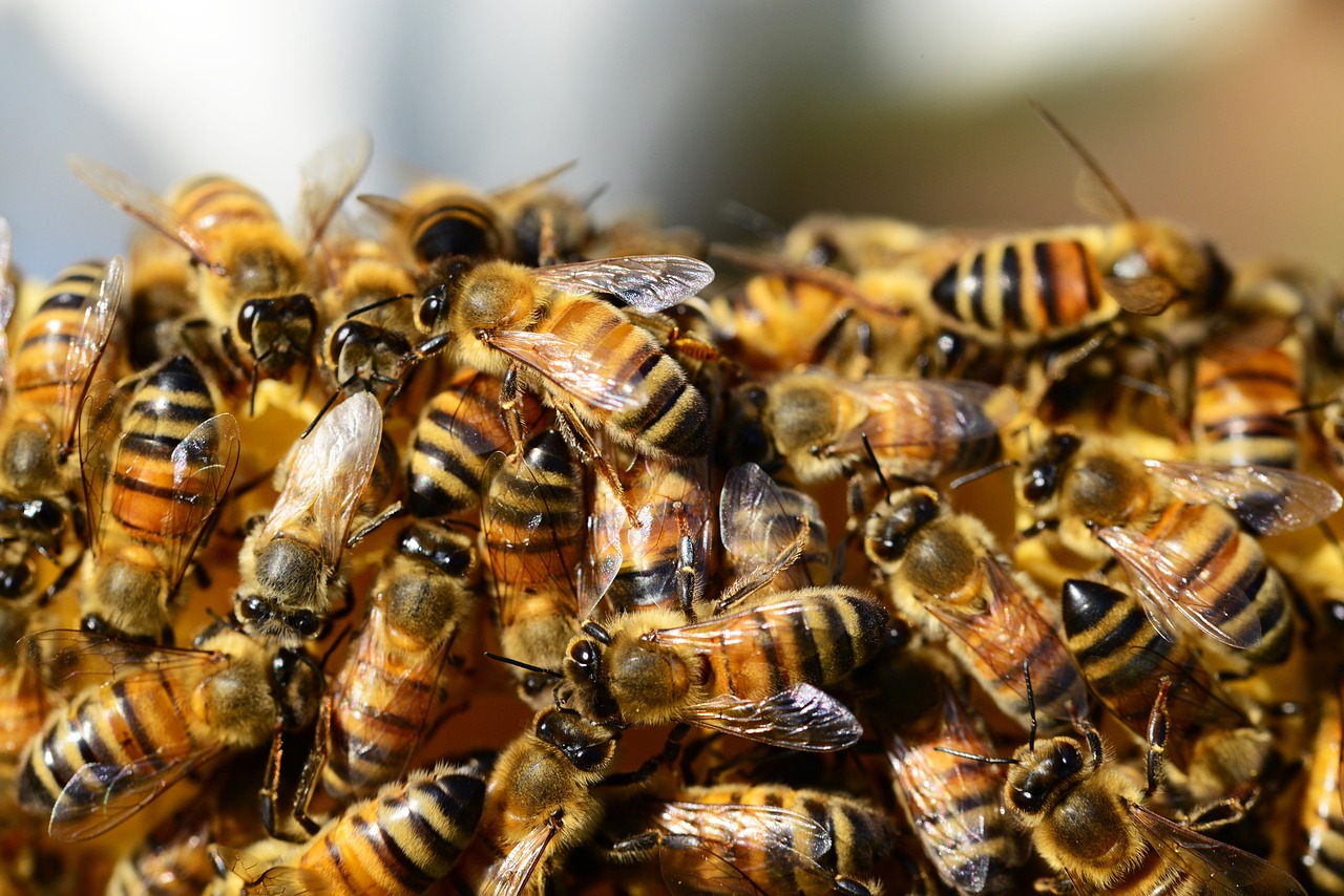 Honey (image credits: pixabay)