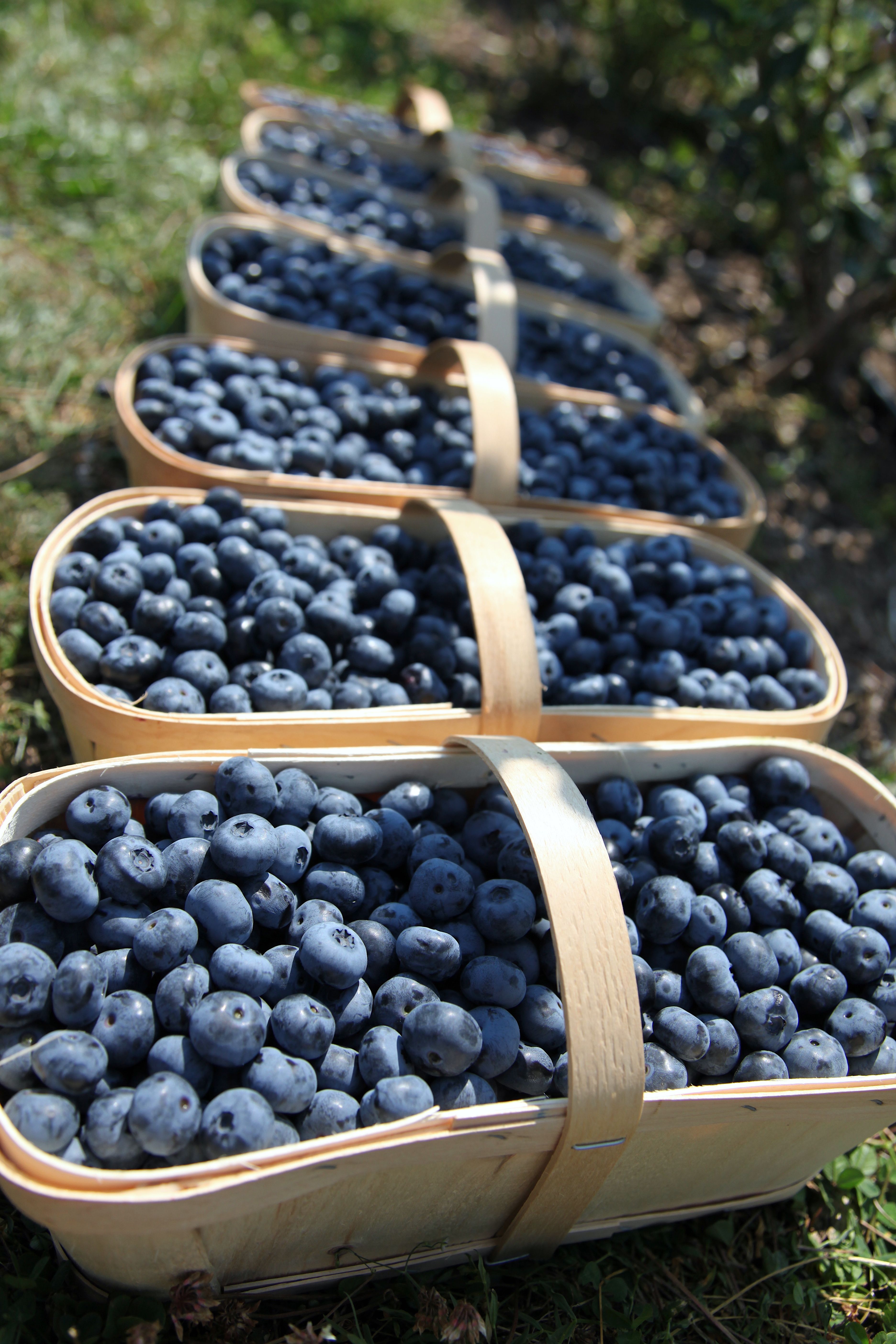 Blueberry: Wildly Unpredictable (image credits: wikimedia)
