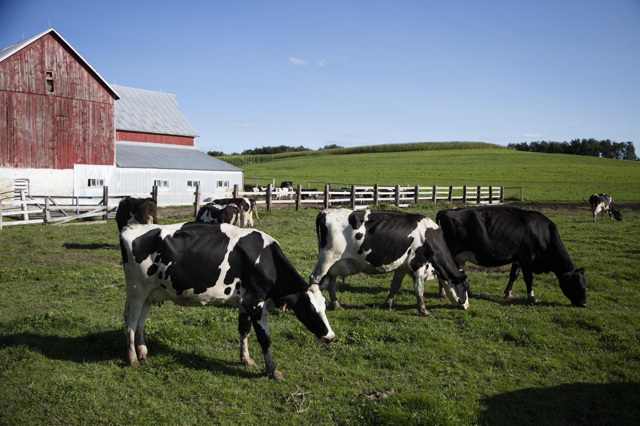 Dairy’s Surprising Resurgence in Wisconsin (image credits: wikimedia)