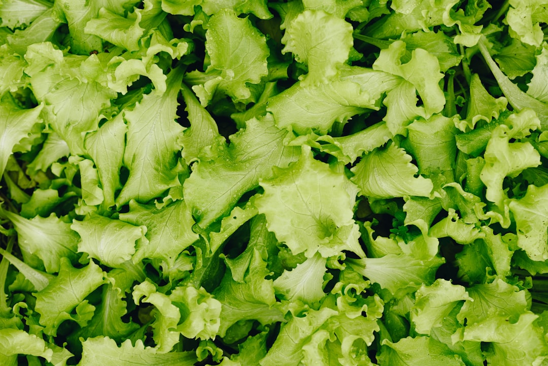 Dried Cilantro (image credits: unsplash)