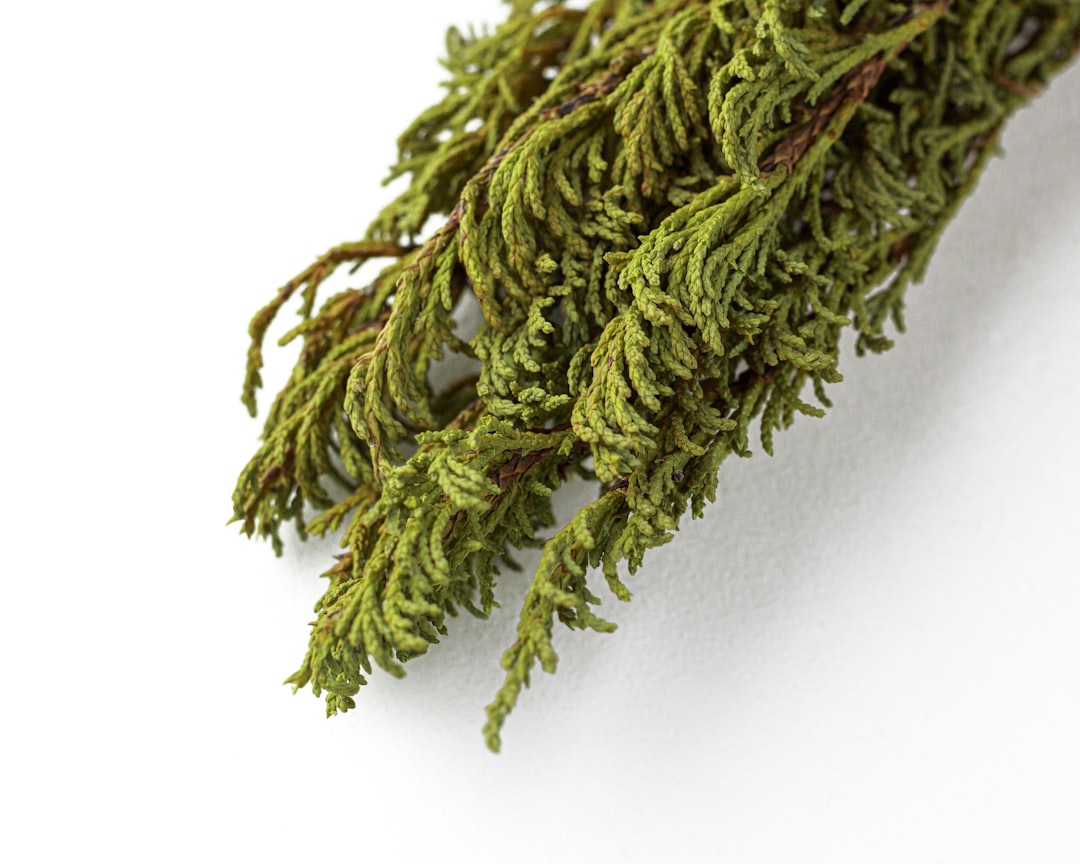 Fresh Herbs (image credits: unsplash)