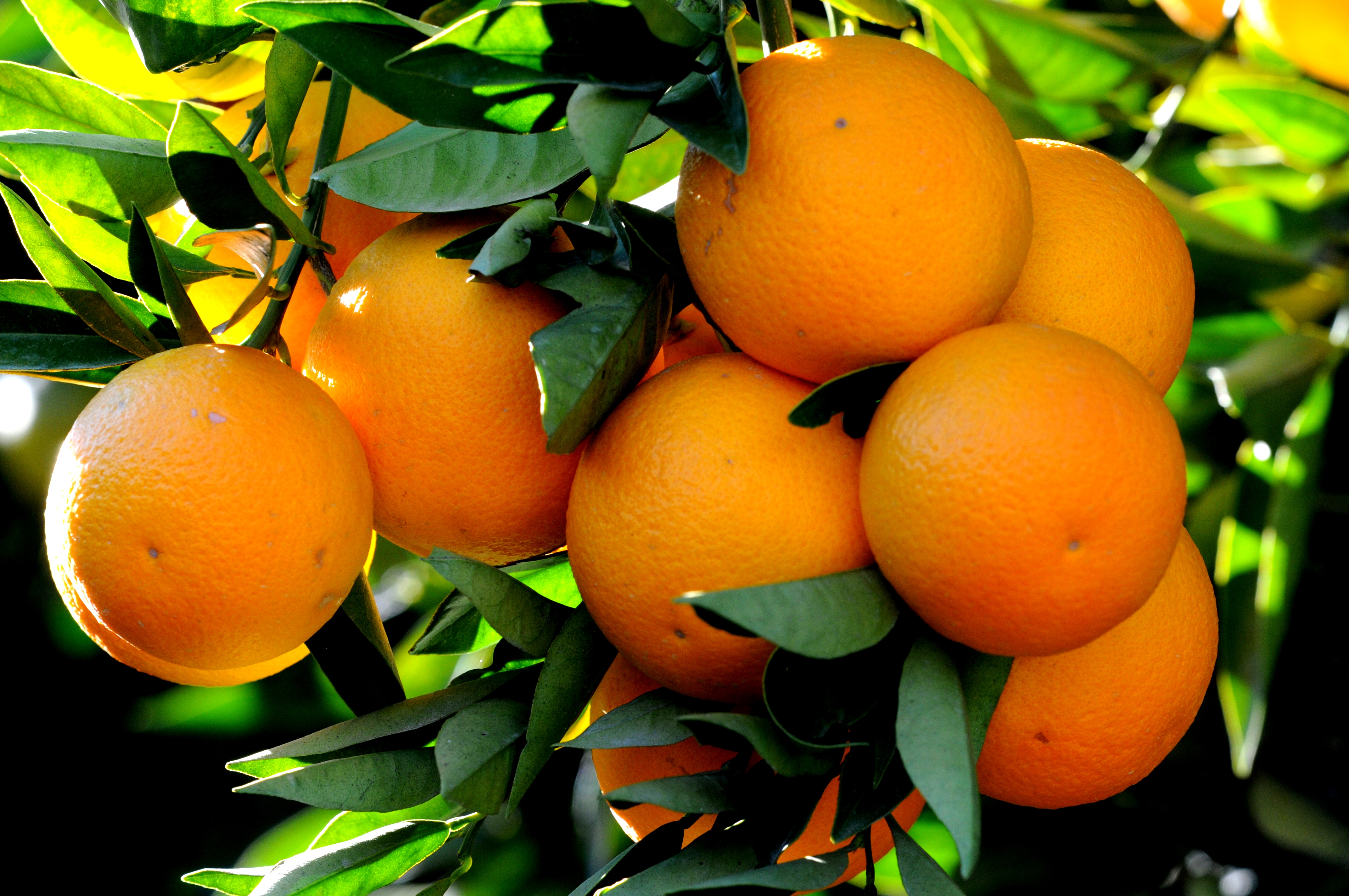 Oranges: Citrus Sunshine with a Sugar Twist (image credits: wikimedia)