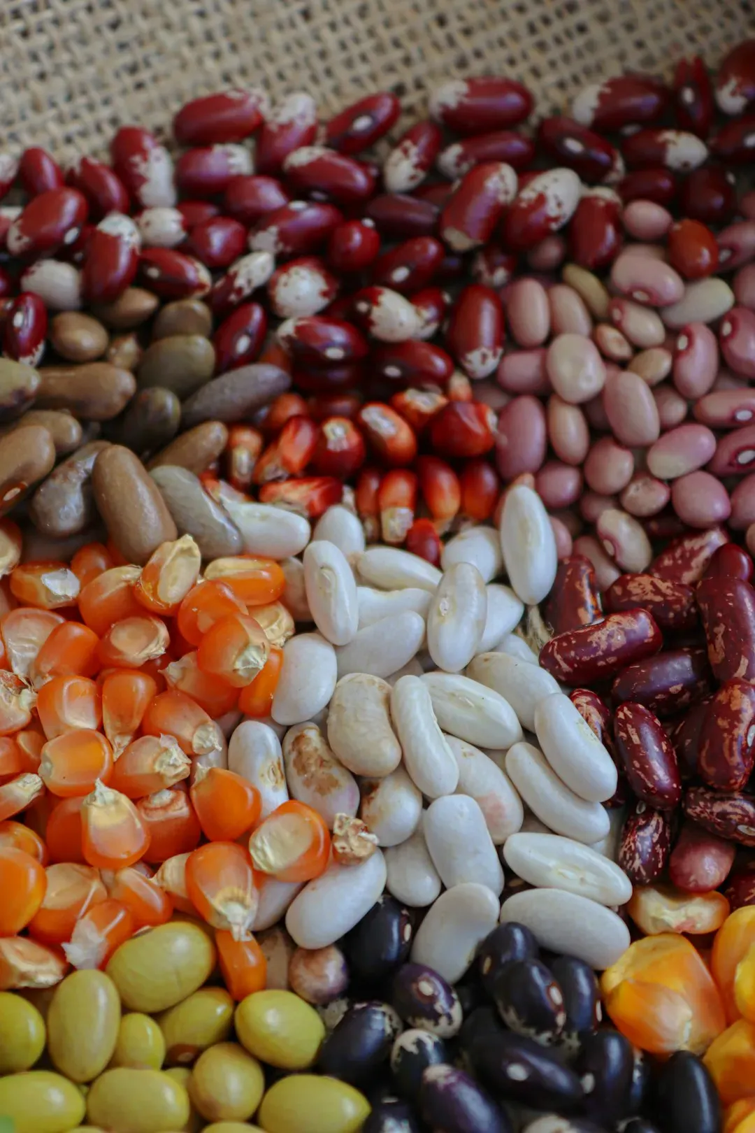 Dried Beans: The Protein Powerhouse (Image Credits: Unsplash)