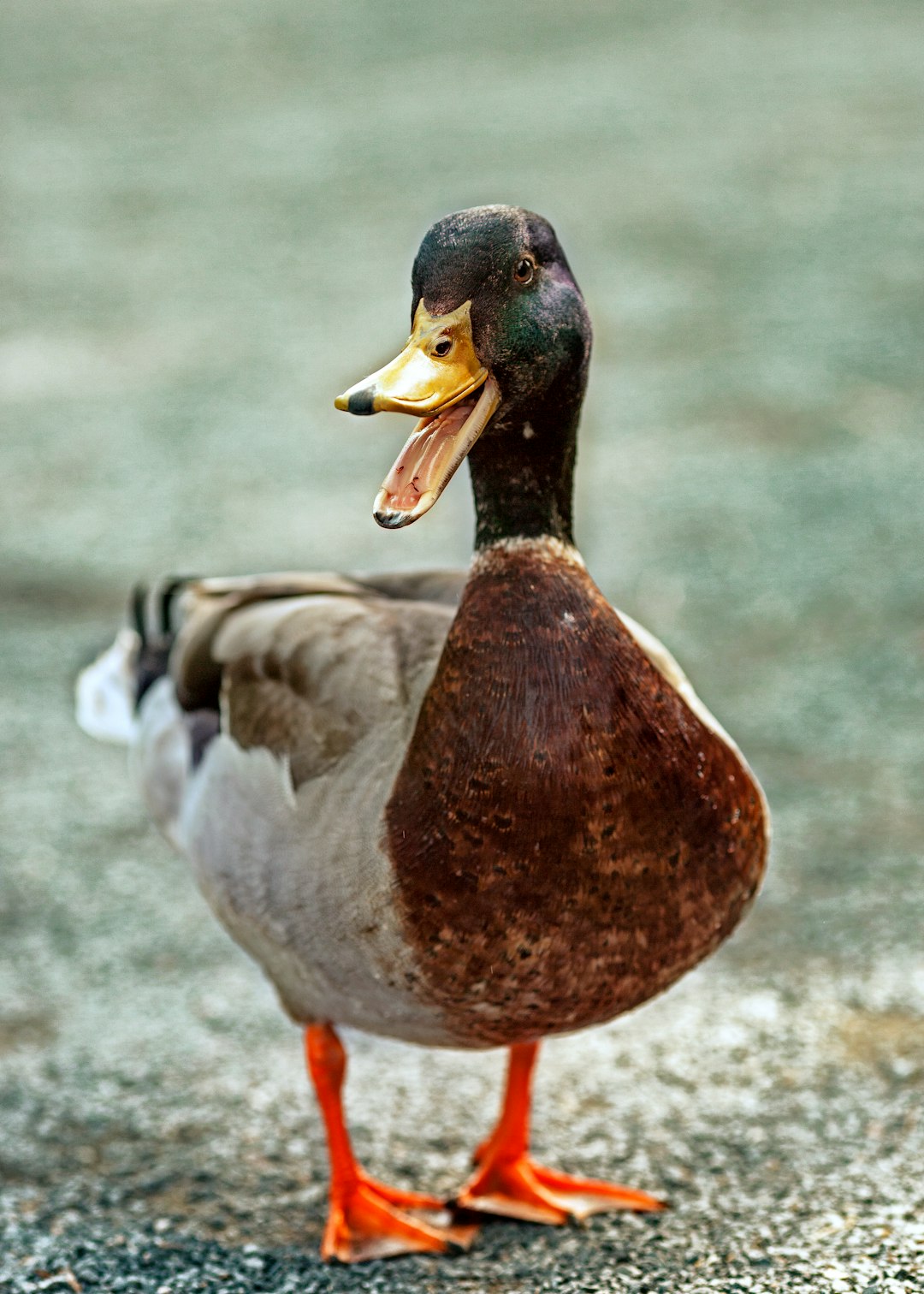 Duck: A Rich and Flavorful Option (image credits: unsplash)