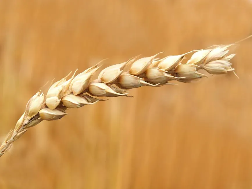 6. Wheat and Flour (Image Credits: Pexels)