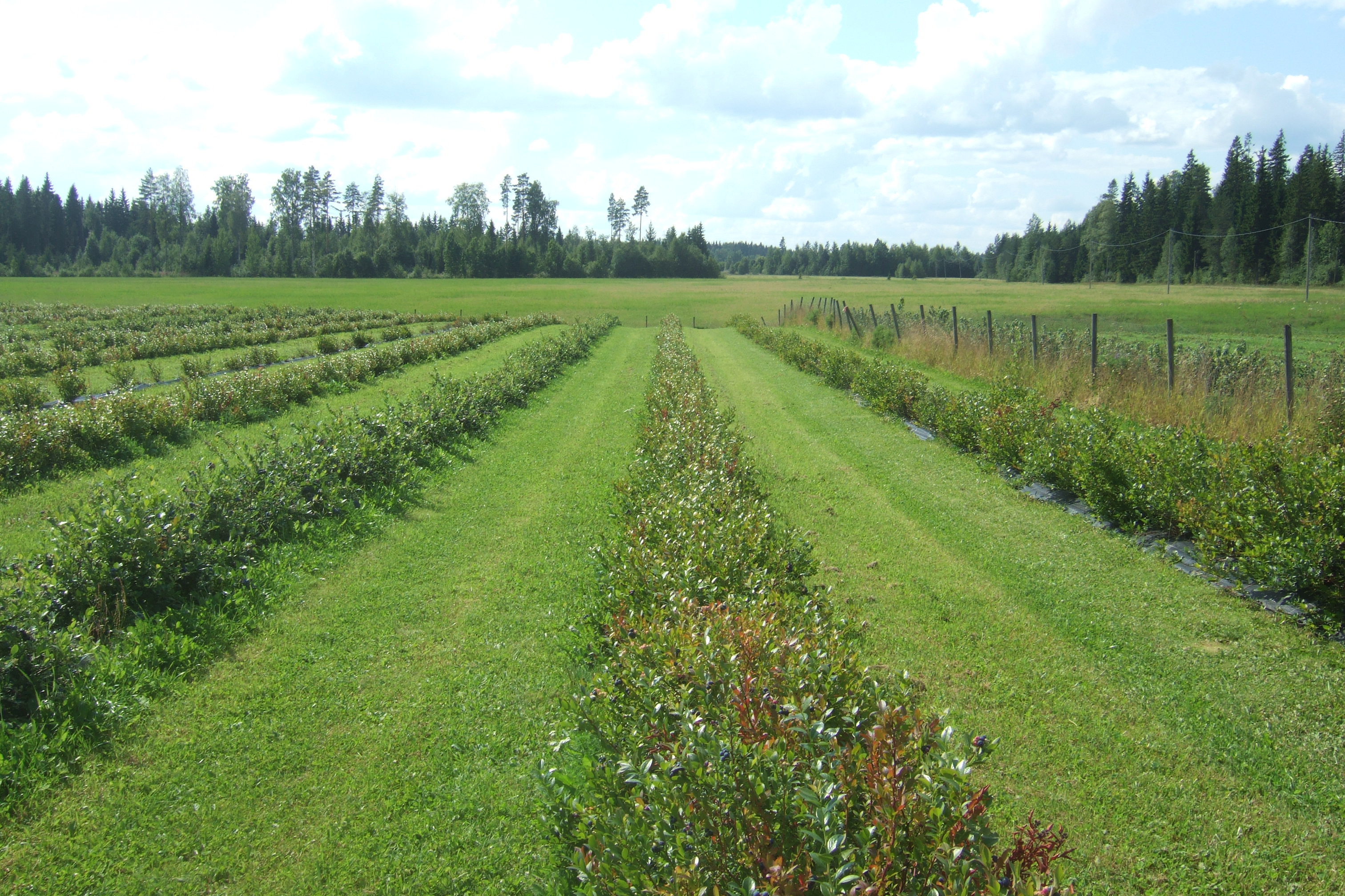 Future Outlook for Georgia Blueberries (image credits: wikimedia)