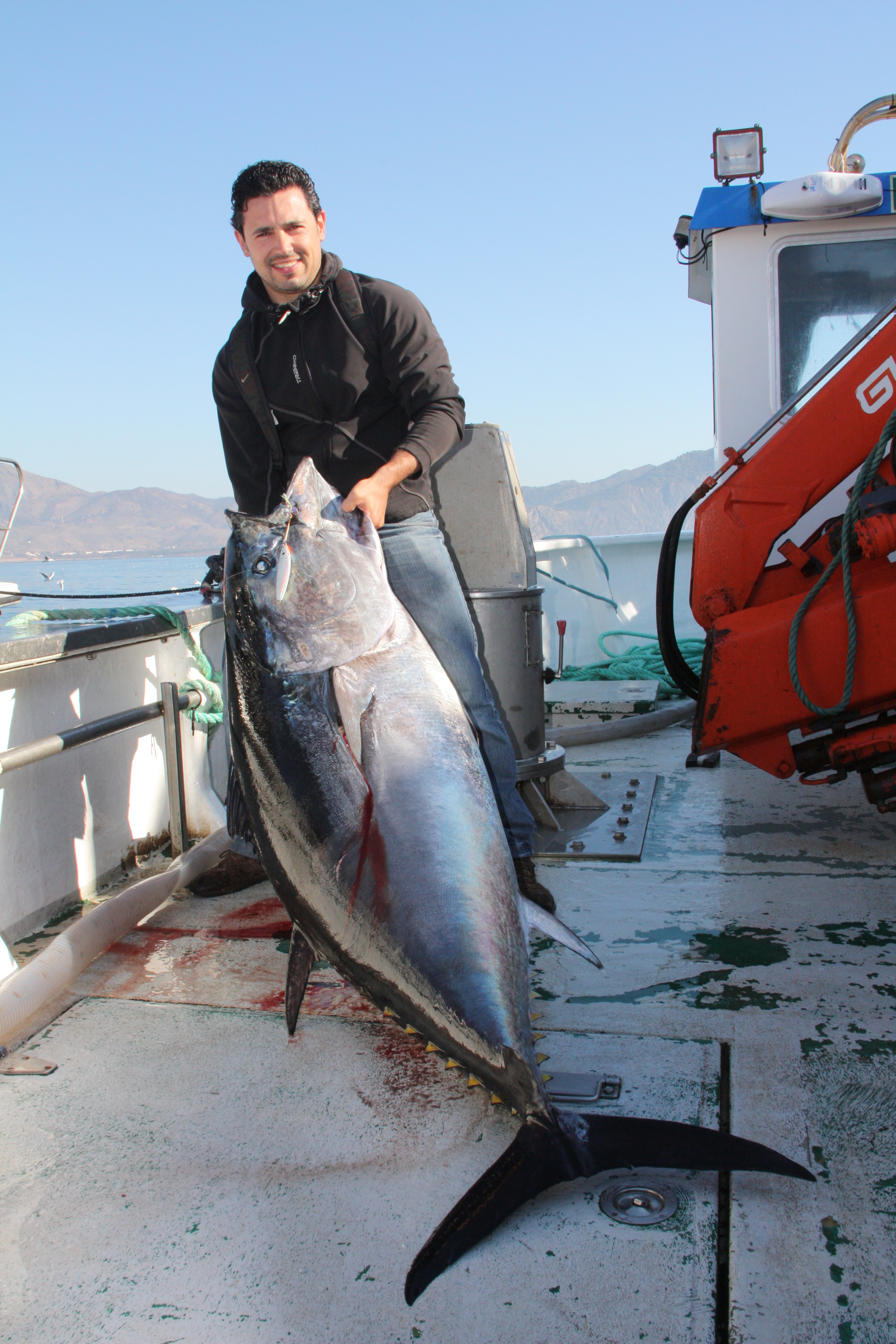 Bluefin Tuna: Overfishing Crisis (image credits: wikimedia)
