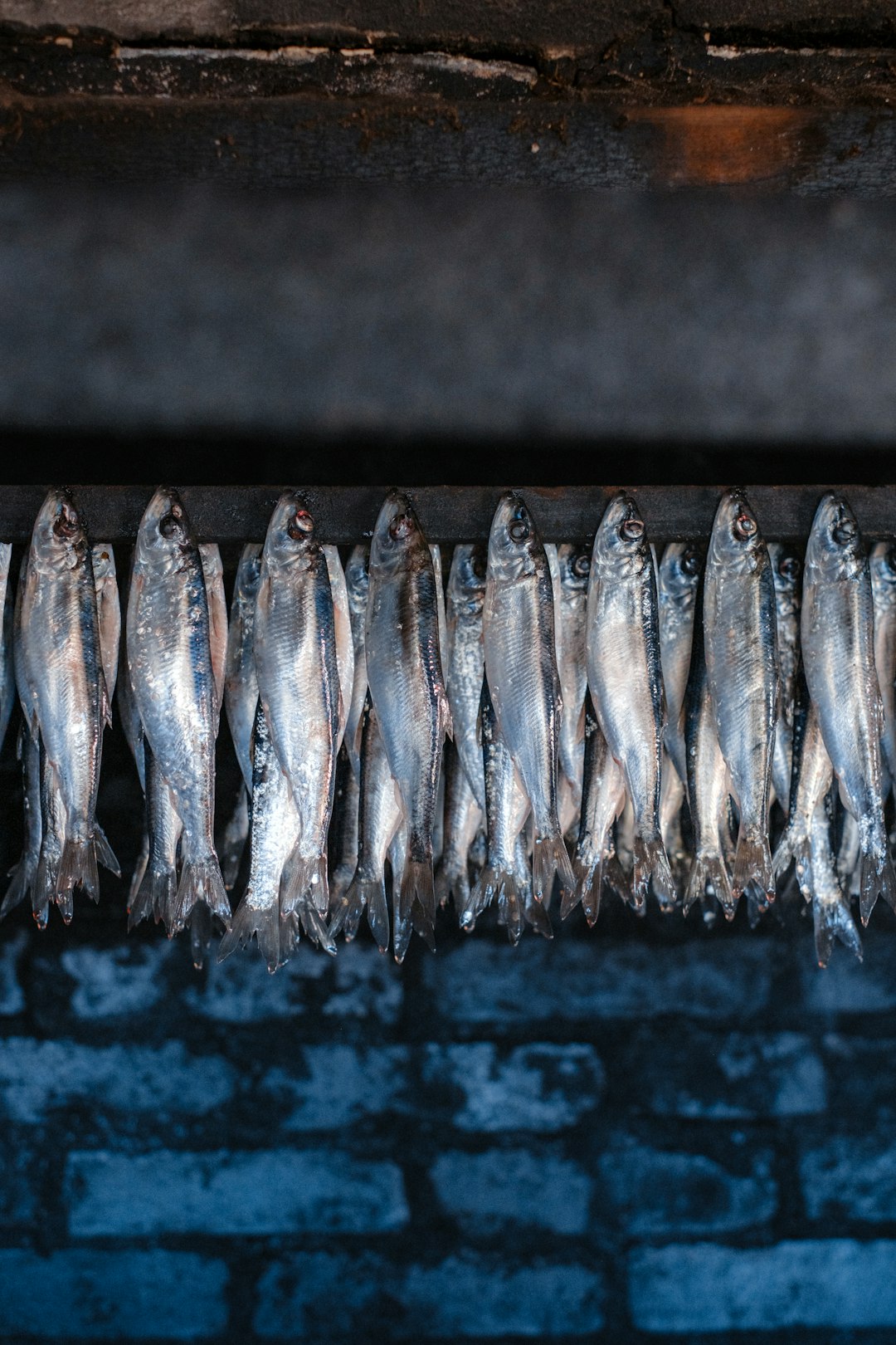 Herring (image credits: unsplash)