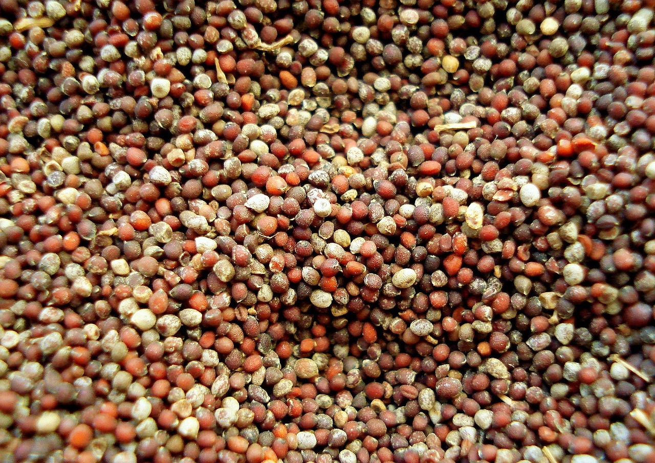 Mustard (image credits: pixabay)
