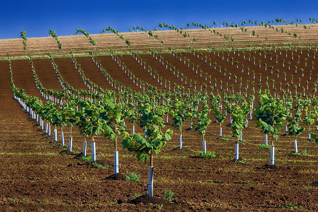 Oregon's Hazelnut Monopoly: The Pacific Northwest's Nutty Secret (image credits: flickr)