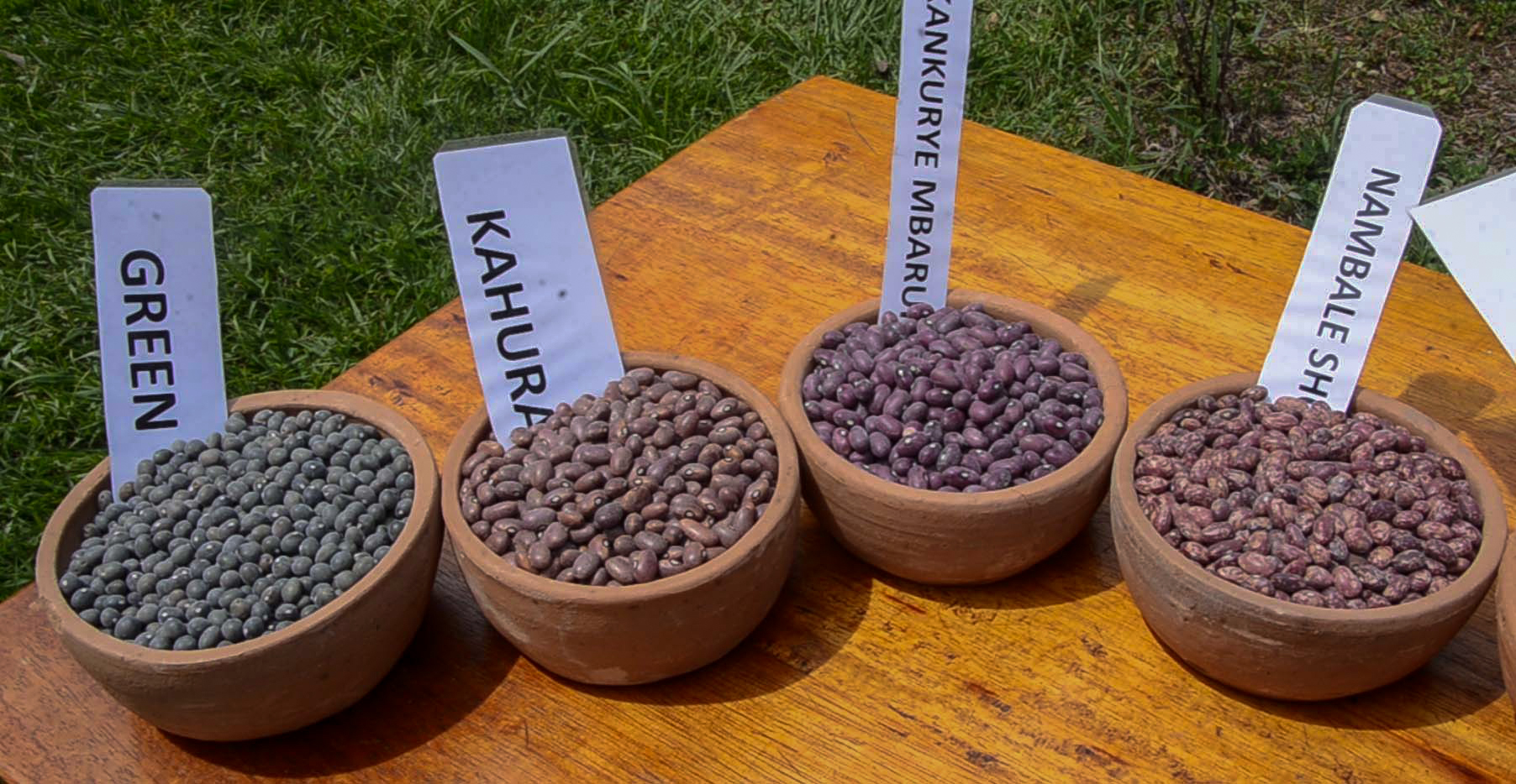 The Surprising World of Beans (image credits: wikimedia)