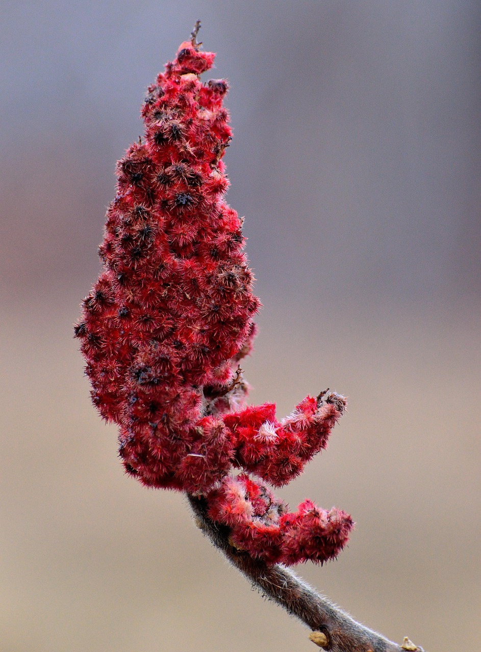 The Future of Sumac in Kitchens Worldwide (image credits: pixabay)