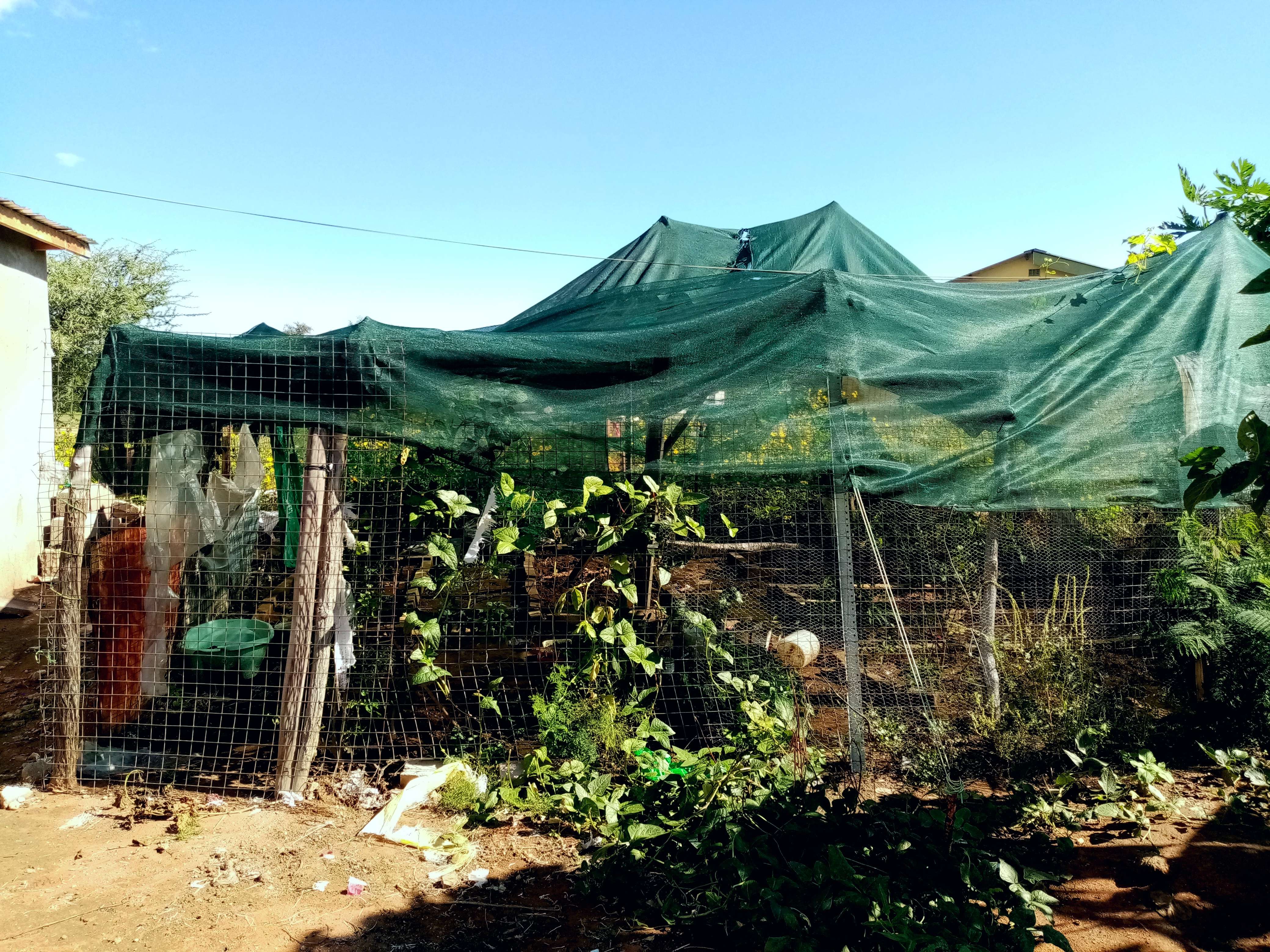 Sweet Potatoes: The Versatile Root (image credits: wikimedia)