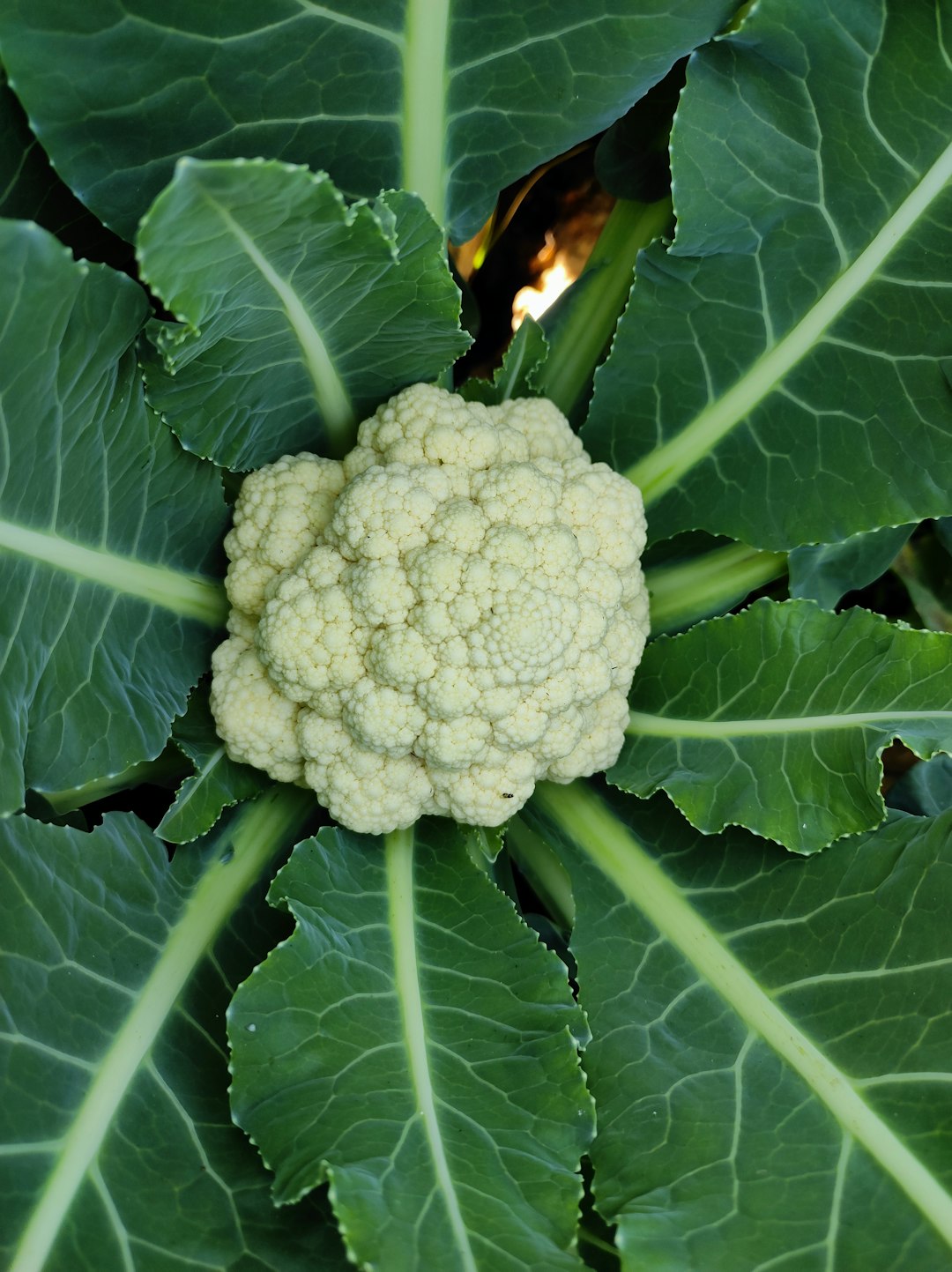Cauliflower - The Trendy Nutritional Pretender (image credits: unsplash)