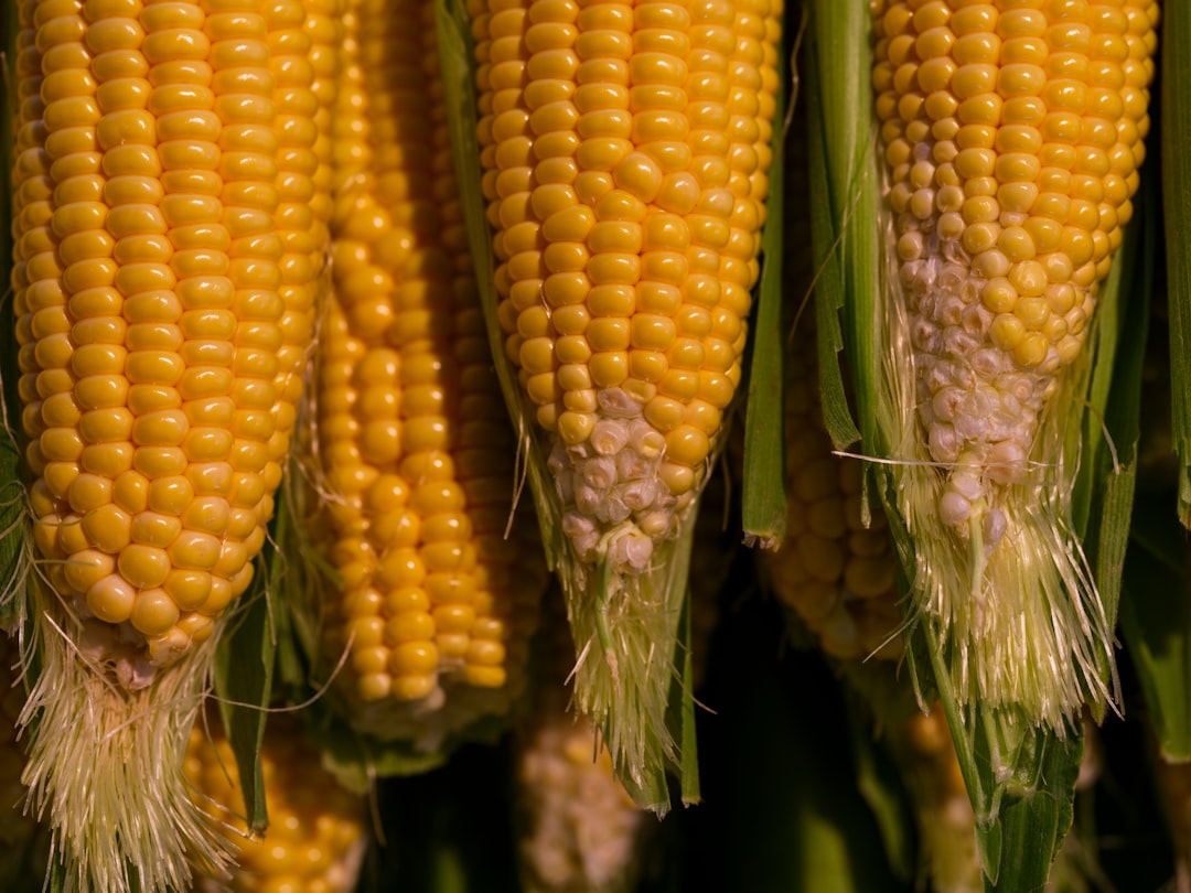 Corn: The Starchy Culprit (image credits: unsplash)