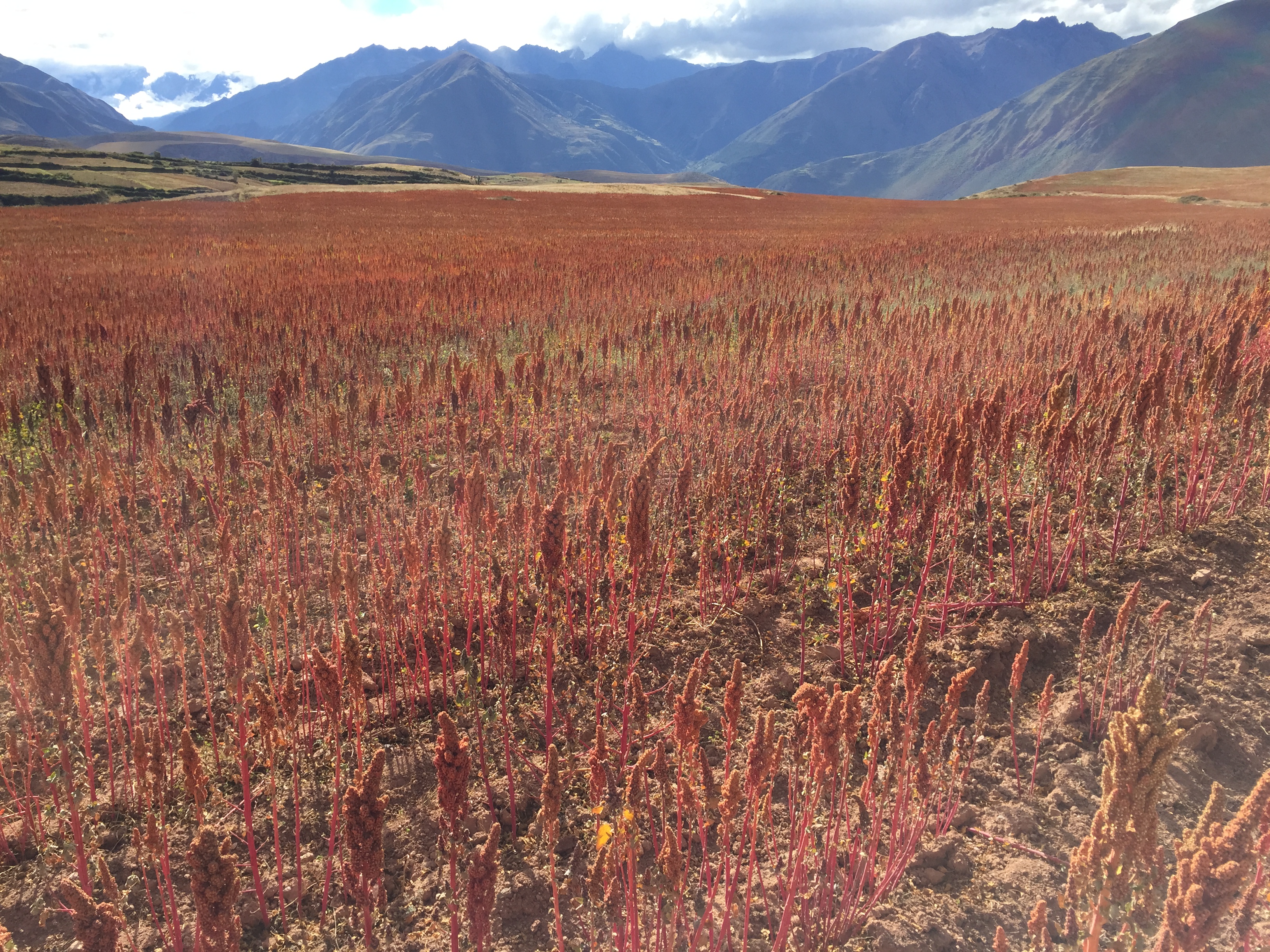 Quinoa Imitators and Global Competition (image credits: wikimedia)