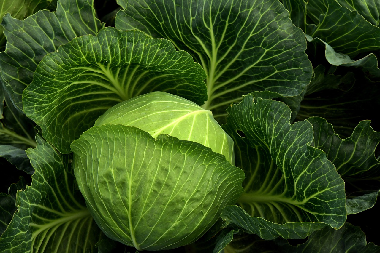 Cabbage: Gut Health Champion and Immune Booster (image credits: pixabay)