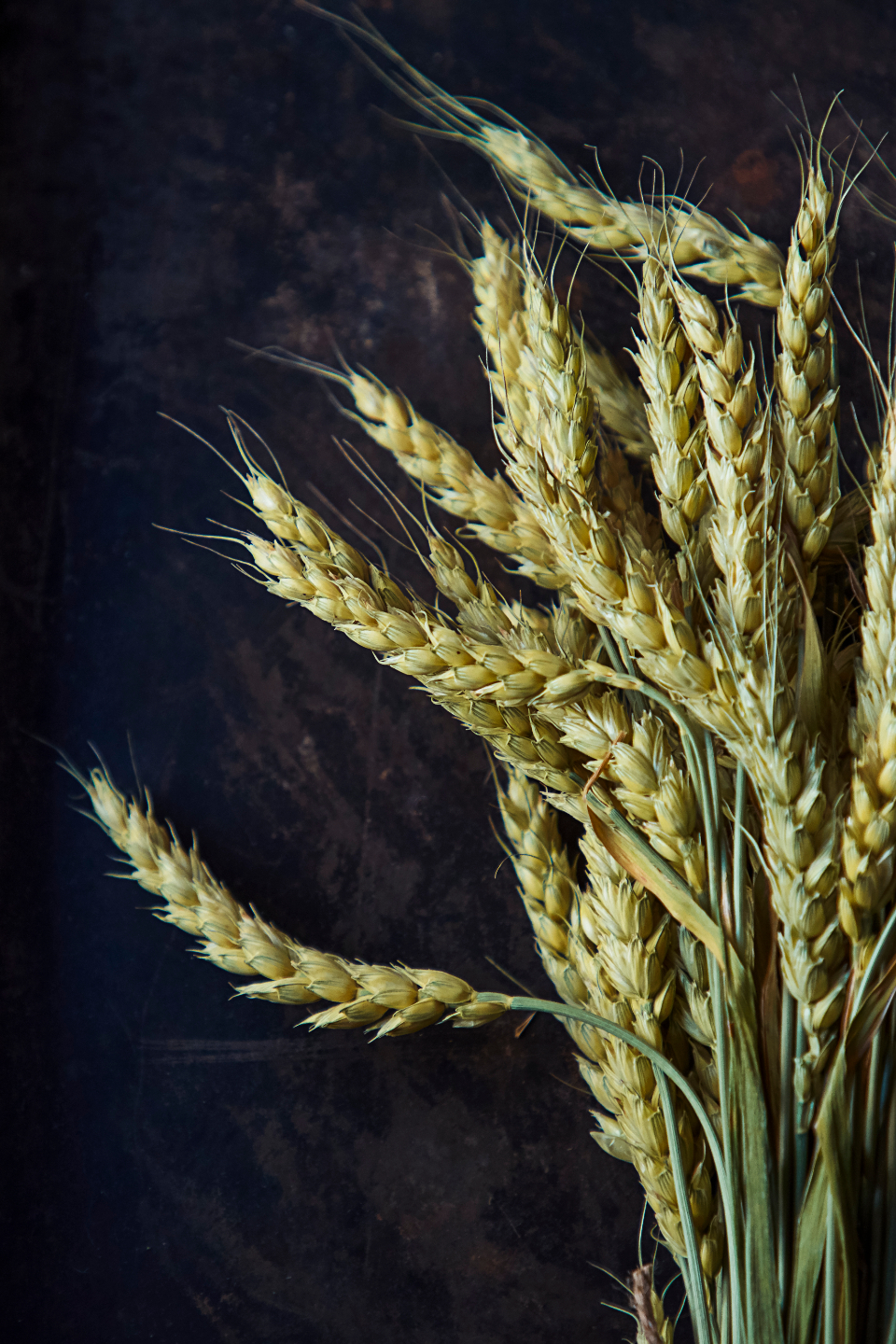 Barley: The Whole Grain Wonder (image credits: stocksnap)