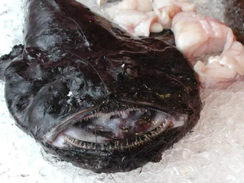 Monkfish: Too Ugly to Sell, Now Celebrity Chef Favorite (Image Credits: Wikimedia)