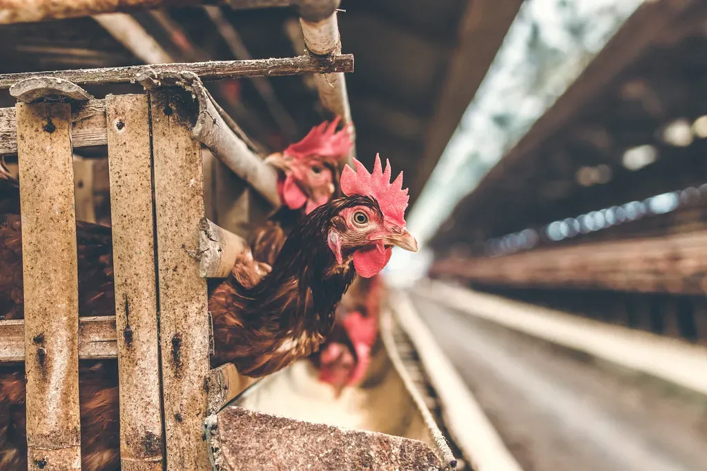 Not All Meat Comes From Small Farms Despite the Marketing (Image Credits: Flickr)