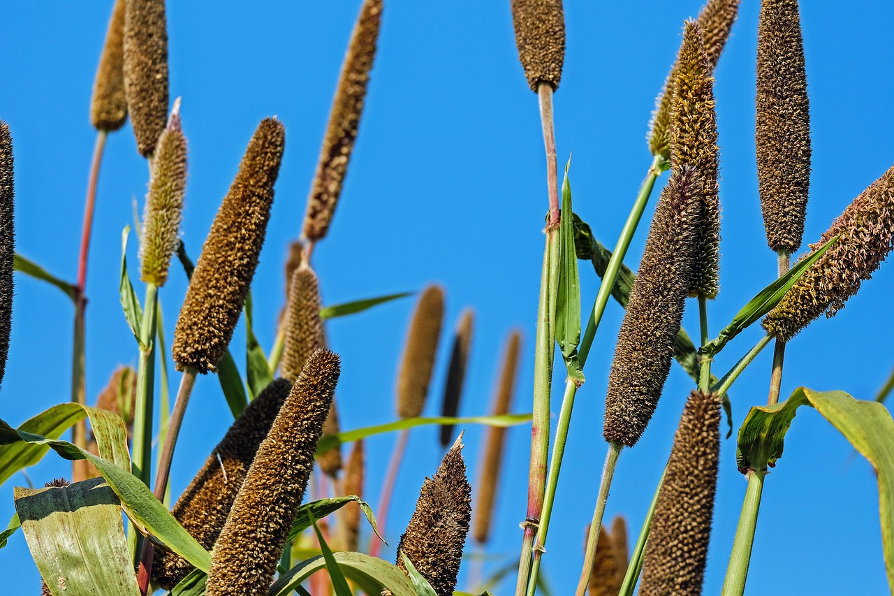 Millet: The Ancient Cereal Crop Returns (image credits: pixabay)