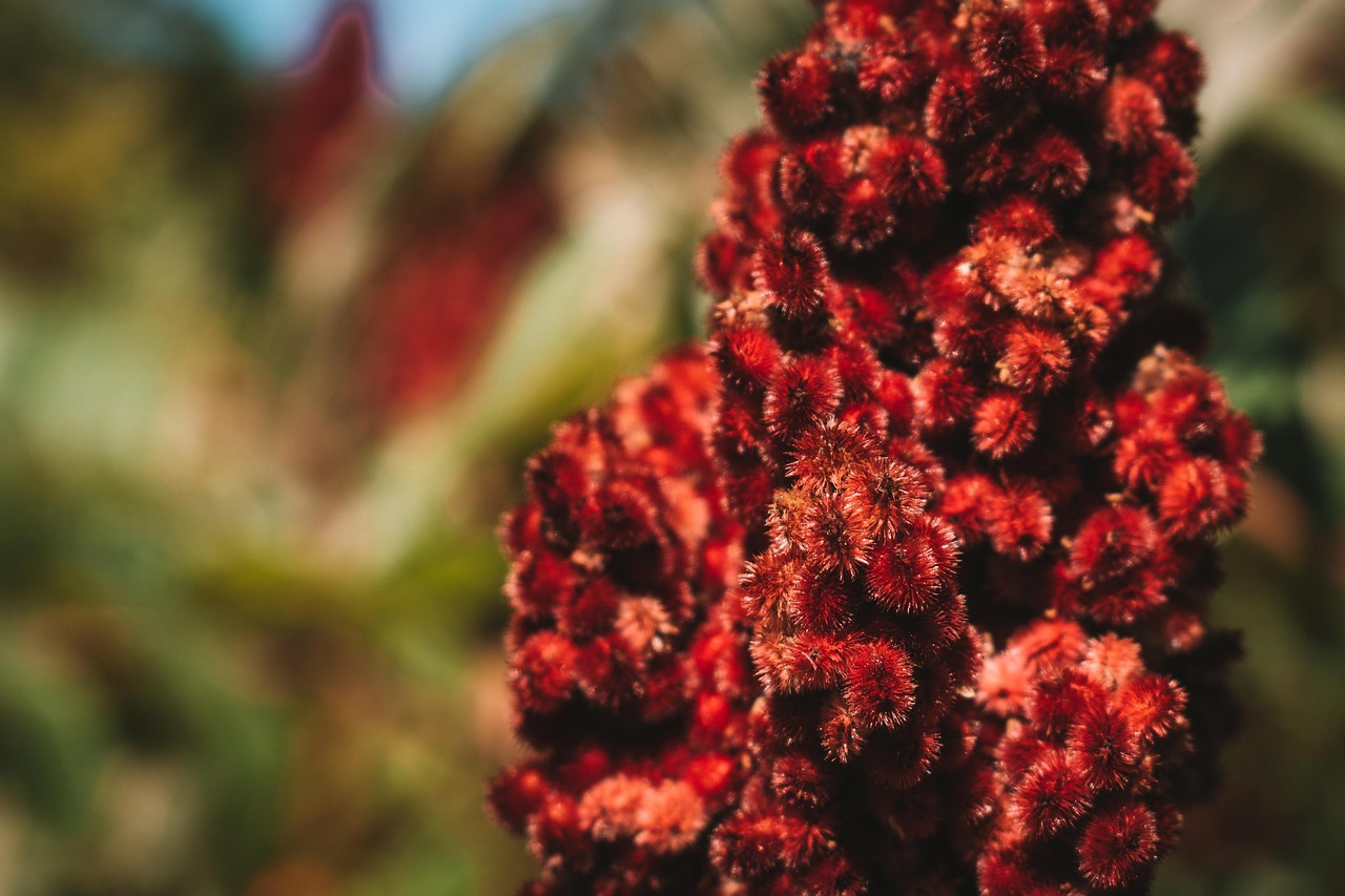 Cultural Significance of Sumac (image credits: pixabay)