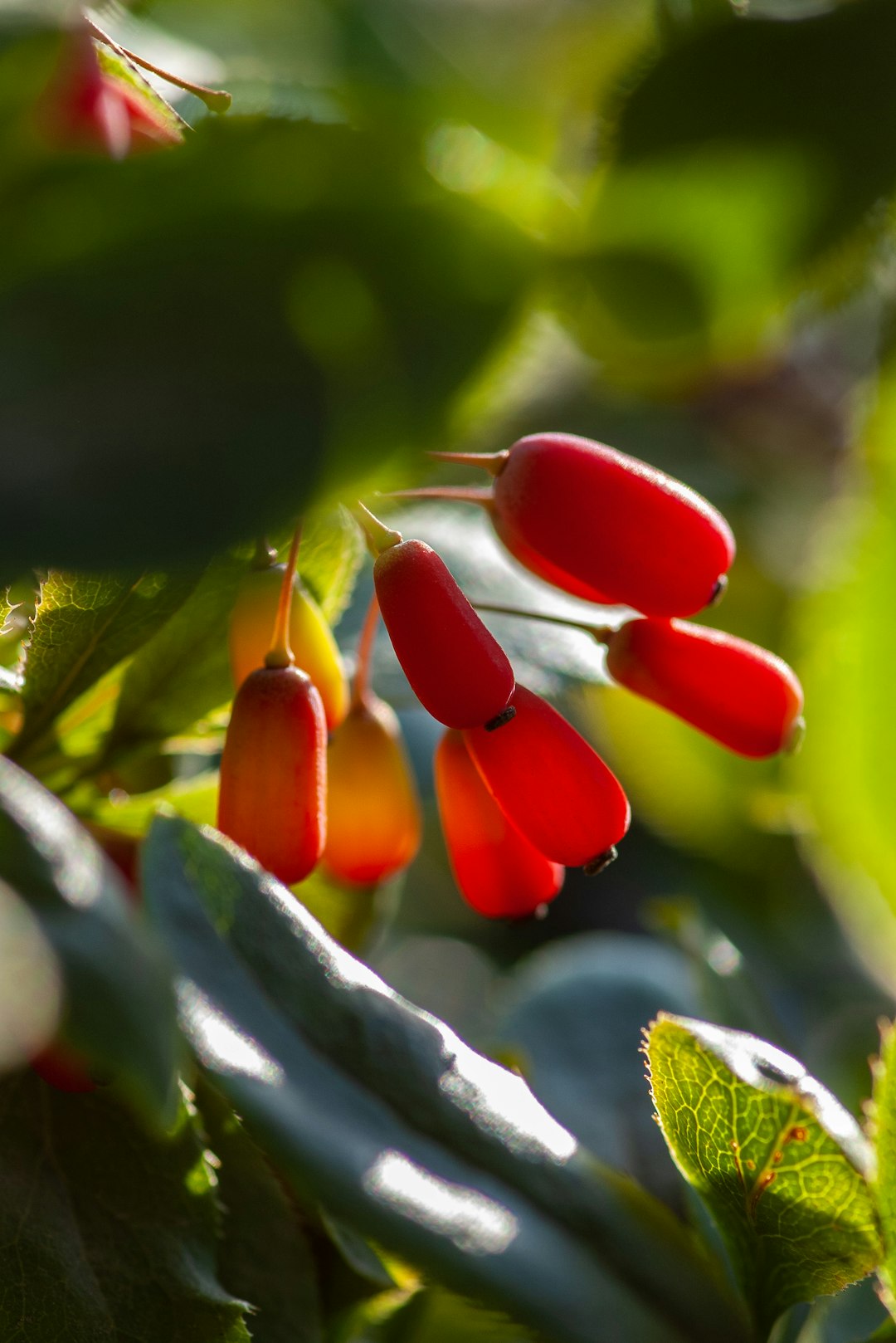 Barberry: A Tart Jewel Returns (image credits: unsplash)