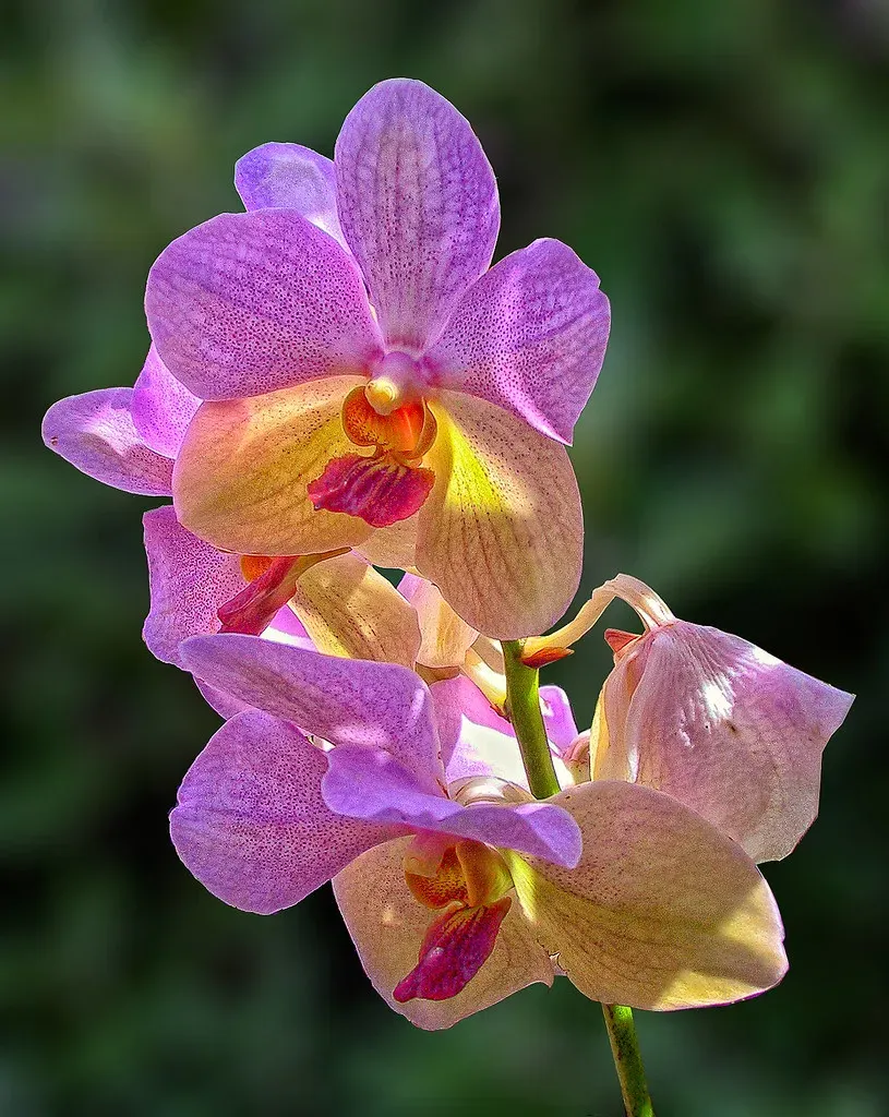 But Wait, Aren't Hybrids and GMOs the Same Thing? (Image Credits: Flickr)