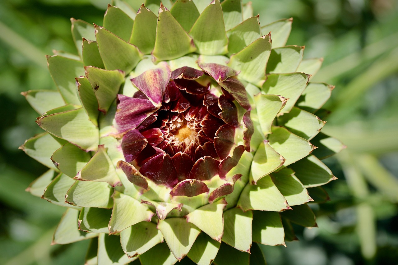 Artichokes: The Unsung Hero of Liver Detox (image credits: pixabay)