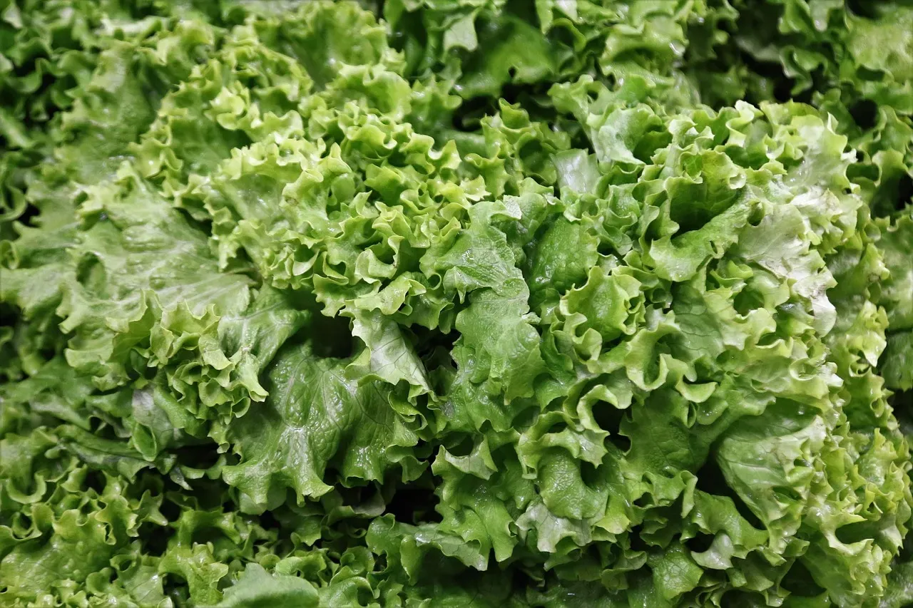 Romaine: Better Than Its Reputation Suggests (Image Credits: Pixabay)