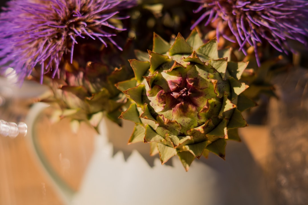 Cardoon: The Mediterranean Giant That Graced Ancient Tables (image credits: unsplash)