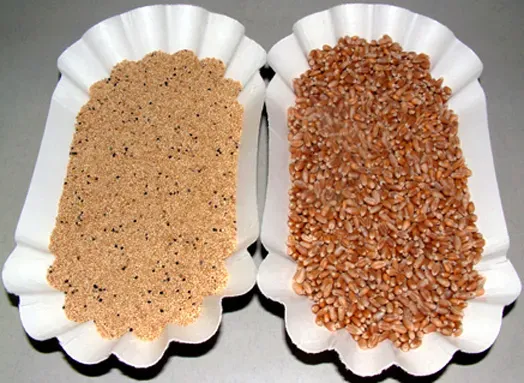 Amaranth: A Nutritional Heavyweight (CC BY-SA 2.0 de)