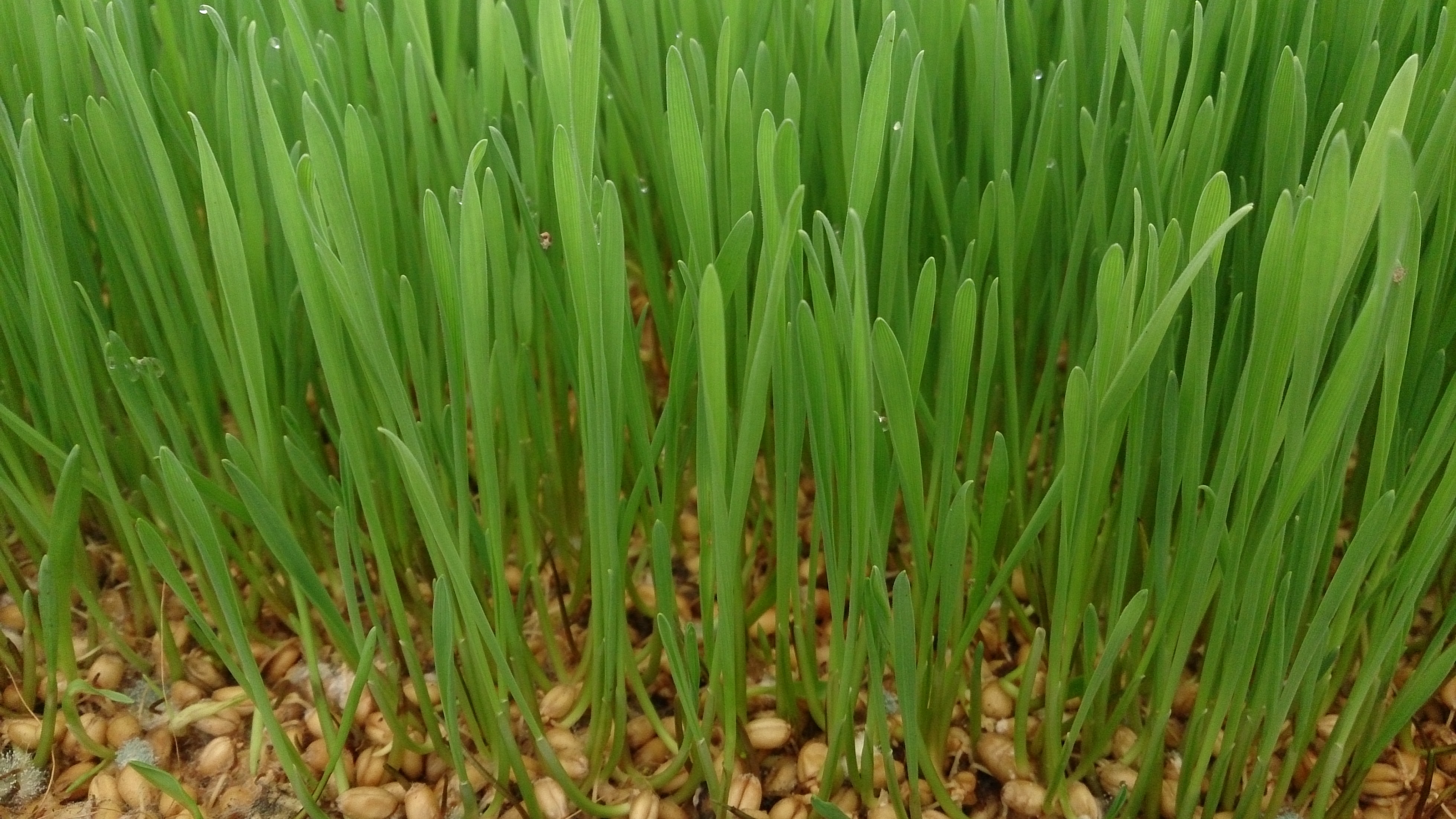 Wheatgrass – The Green Disappointment (image credits: By Mokkie, CC BY-SA 3.0, https://commons.wikimedia.org/w/index.php?curid=33257681)