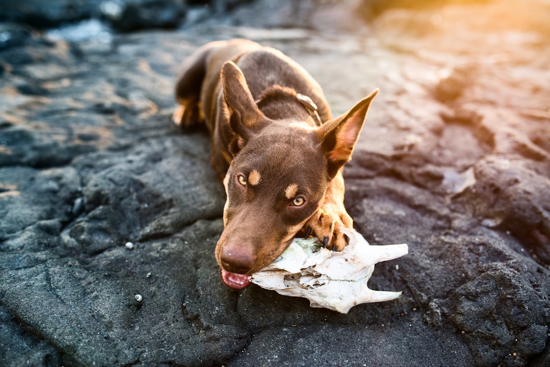 Calcium and Phosphorus Imbalances (image credits: unsplash)