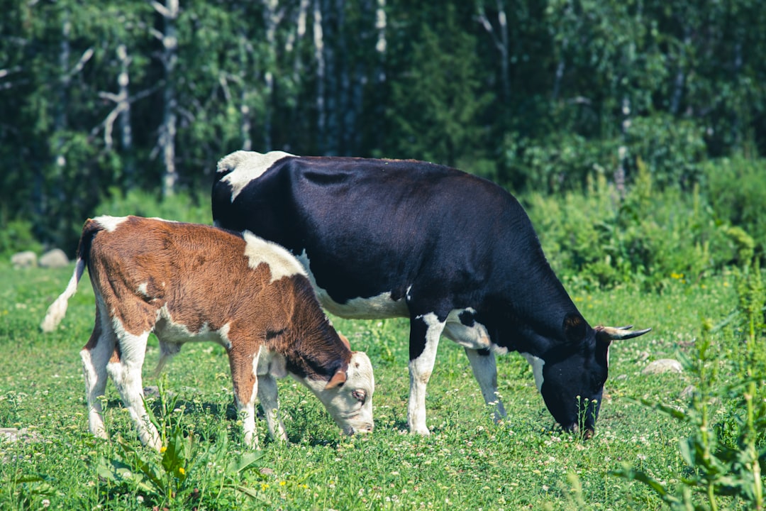 The Meat Problem: Understanding Animal Agriculture's Impact (Image Credits: Unsplash)
