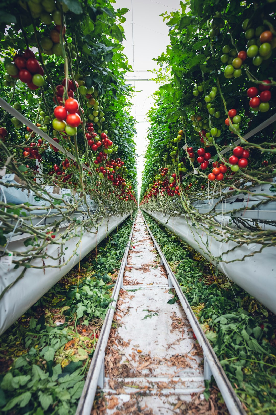 Advantages of Vertical Farming for Vegan Proteins (image credits: unsplash)